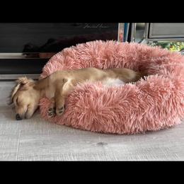 Dachshund Puppies from Channelledox