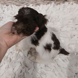 Miniature Schnauzer, Poodle, Schnoodle, and Whoodle Puppies from Kaleidoscope Kennels