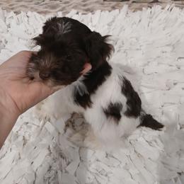 Miniature Schnauzer, Poodle, Schnoodle, and Whoodle Puppies from Kaleidoscope Kennels