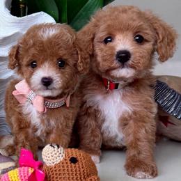 MAUI - Apricot male Maltipoo puppy in Sugar Land, Texas from Celebrity Maltipoos