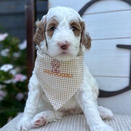 Pink Collar Girl - Parti Goldendoodle puppy in Los Alamitos, California from Given Doodles