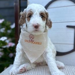 Pink Collar Girl - Parti Goldendoodle puppy in Los Alamitos, California from Given Doodles