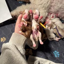 Chai - Apricot female Goldendoodle puppy in New Harmony, Indiana from Cottonwood Farms