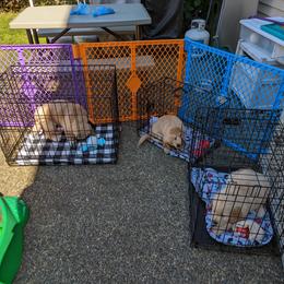 Golden Retriever Puppies from Sola Mae's Goldens