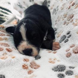 Reba - Black tri-color female Australian Shepherd puppy in Mckenzie, Tennessee from Whispering Iris Aussies