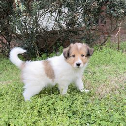 Fergus - White Collie puppy in Franklin, Tennessee from Franklin Farm Collies