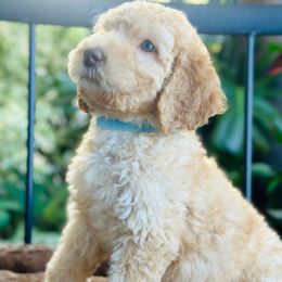 Jerry - Apricot male Goldendoodle puppy in Los Angeles, California from LA’s Favorite Puppies