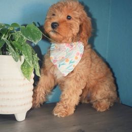 Bernedoodle, Goldendoodle, and Poodle Puppies from Florida Pumpkadoodles