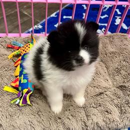 Loralei - Black parti female Pomeranian puppy in Arizona from Ma Petite Amore Pomeranians