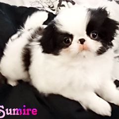 Japanese Chin Puppies from Mystike Japanese Chin