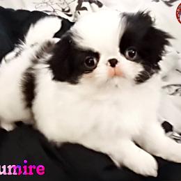 Japanese Chin Puppies from Mystike Japanese Chin