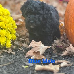 Aussiedoodle Puppies from Crabtree Farm Doodles