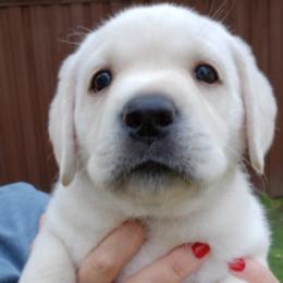 Labrador Retrievers from Texas White Labs
