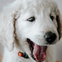 Ms. Vermillion - Cream female Goldendoodle puppy in Gotha, Florida from Perlune Farms