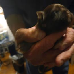 Boy 2 - Liver male Shih Tzu puppy in Norris City, Illinois from Dainty and Darling Shih Tzu