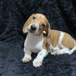 Dachshund Puppies from JnA Dachshunds