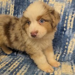 Grant - Red merle male Miniature American Shepherd puppy in Plant City, Florida from Osborne & Stormborn FL Kennels