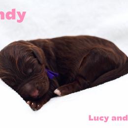 Sandy - Chocolate female Australian Labradoodle puppy in Diamond Bar, California from Furrytaildoodles