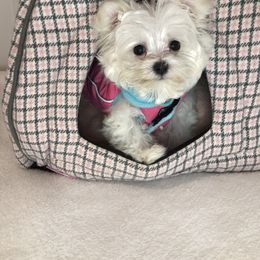 Maltese Puppies from Oak Grove Maltese