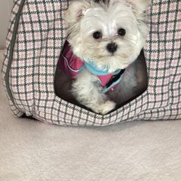 Maltese Puppies from Oak Grove Maltese