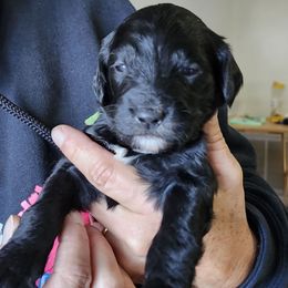 Sunny yellow collar - Black female Goldendoodle puppy in Fairmount, Indiana from Capens' Doodles,Poodles and Poo's