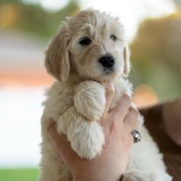 Theia (black) - Cream female Goldendoodle puppy in Portsmouth, Virginia from Hopping Howlers Ranch