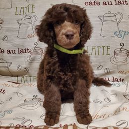 Irish - Brown male Poodle puppy in Lubbock, Texas from Hidden Gems