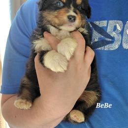 BEBE - Black tri-color female Australian Shepherd puppy in Elk Creek, Missouri from Hearts on Fire Australian Shepherds