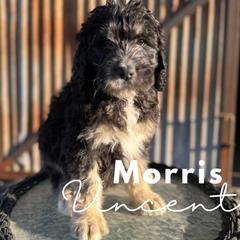 Morris Vincent - Saint Berdoodle puppy in Mesa, Arizona from Desert Bohunk Doodles and Branded Bullies