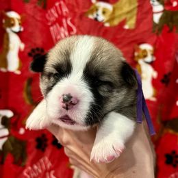 Shock - Sable Pembroke Welsh Corgi puppy in Fallbrook, California from Le Rêve Corgis