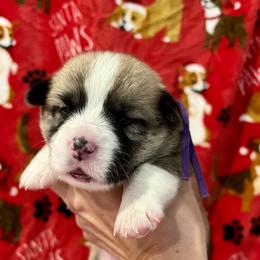 Shock - Sable Pembroke Welsh Corgi puppy in Fallbrook, California from Le Rêve Corgis