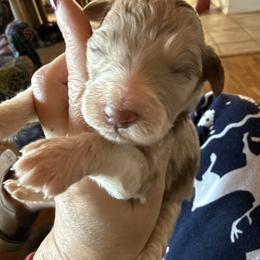 Girl 7 - Red merle female Aussiedoodle puppy in Four Oaks, North Carolina from RoseWest Farms