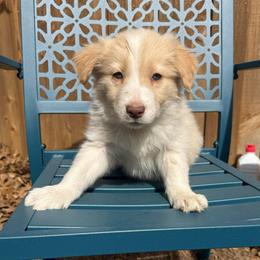 Cheesecake - White and gold female Border Collie puppy in Mckinney, Texas from Border Collies of Ruidoso
