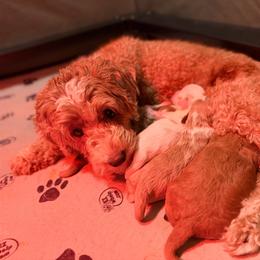 Medium apricot girl - Apricot female Goldendoodle puppy in Herriman, Utah from Rose Canyon Doodles