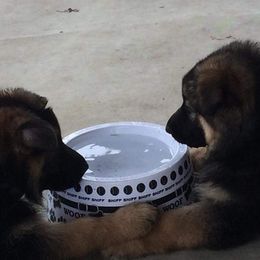 German Shepherd Puppies from Spruce Valley German Shepherds