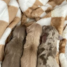 Dachshund Puppies from Boujee Dachshunds