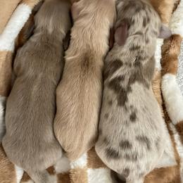 Dachshund Puppies from Boujee Dachshunds