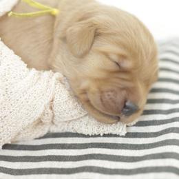 Gardi - Dark golden male Golden Retriever puppy in Idaho Falls, Idaho from Brinton Goldens