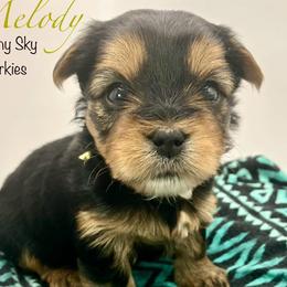 Melody - Black and tan female Yorkshire Terrier puppy in Galesburg, Illinois from Sunny Sky Yorkies