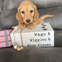 Hanks best friend Ranger - Cream male Dachshund puppy in Stuart, Iowa from Johnson Family Paws