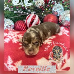 Reveille - Chocolate and cream female Dachshund puppy in Hockley, Texas from Shans Down Home Doxies