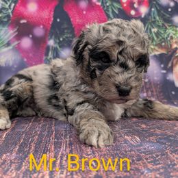 Mr Brown - Merle male Labradoodle puppy in Lebanon, Pennsylvania from Robertson's Retrievers and Doodles