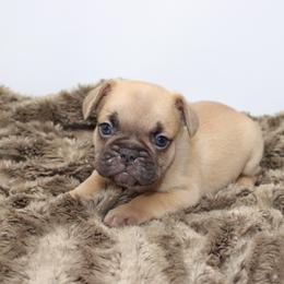 Wonka - Blue fawn male French Bulldog puppy in Saucier, Mississippi from Mississippi Sound Frenchies