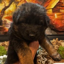 2nd Pick - Black and red female German Shepherd puppy in Snohomish, Washington from Wataha Shepherds