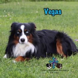 Vegas - Miniature Australian Shepherd