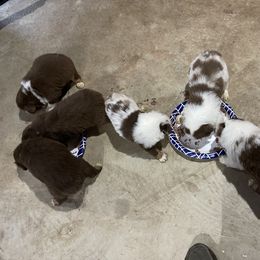Miniature Australian Shepherd Puppies from Windy River Mini Aussie