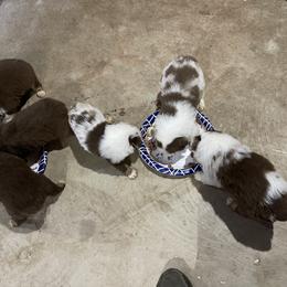 Miniature Australian Shepherd Puppies from Windy River Mini Aussie