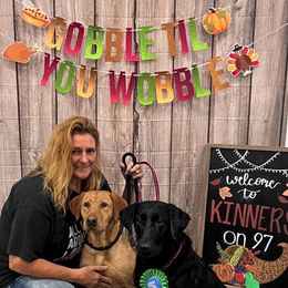 Labrador Retriever All Grown Up from Prairie State Labs