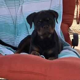Rottweiler Puppies from Von Der Hing Rottweilers