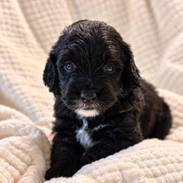 Sassafras - Black and white male Bernedoodle puppy in Travelers Rest, South Carolina from Bernedoodle.do